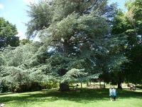 Cedar - Blue Atlas : Cedrus atlantica 'Glauca'