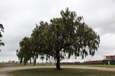 Myall - Weeping : Acacia pendula