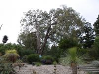 Box - Blue : Eucalyptus baueriana