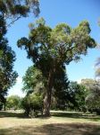 Apple - Rough-barked : Angophora floribunda