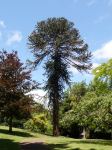 Monkey Puzzle : Araucaria araucana