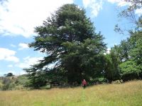 Cedar - Deodar : Cedrus deodara