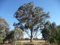 Box - White : Eucalyptus albens