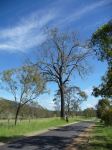 Ironbark - Narrow-leaved Red : Eucalyptus crebra