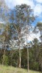 Gum - Spotted : Corymbia maculata