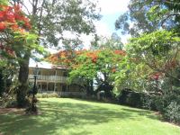 Poinciana : Delonix regia