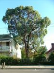 Peppermint - Narrow-leaved Black : Eucalyptus nicholii