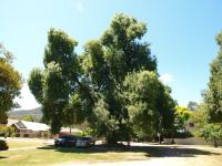 Ash : Fraxinus excelsior