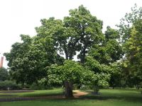 Indian Bean : Catalpa bignonioides