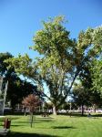 Poplar - Cottonwood : Populus deltoides