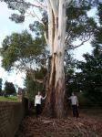 Gum - Manna, Ribbon : Eucalyptus viminalis