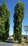 Poplar - Lombardy : Populus nigra  'Italica'