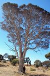 Paperbark - Saltwater : Melaleuca cuticularis