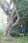 Sirrus, Woman's Tongues : Albizia lebbeck