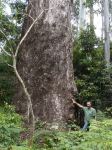 Gum - Dunn's White : Eucalyptus dunnii