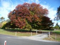 Oak - Pin : Quercus palustris