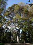 Gum - Spotted : Corymbia maculata