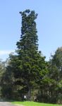 Pine - Hoop : Araucaria cunninghamii