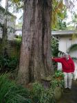 Cypress - Bald : Taxodium distichum