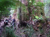 Mountain Ash "Kermandie Queen" : Eucalyptus regnans