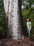 Gum - Lemon Scented : Corymbia citriodora