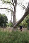 Pecan : Carya illinoiensis