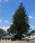 Pine - Hoop : Araucaria cunninghamii