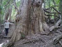 Wollongong Woollybutt : Eucalyptus saligna x E. botryoides