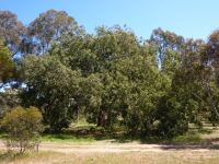 Box - Blue : Eucalyptus baueriana