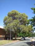 Peppermint - Narrow-leaved Black : Eucalyptus nicholii