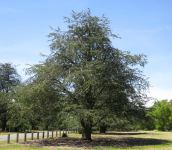 Cedar Atlas : Cedrus atlantica