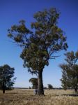 Box - Grey : Eucalyptus microcarpa