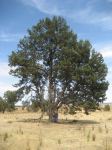 Pine - White Cypresss : Callitris glaucophylla