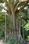 Fig - White : Ficus virens