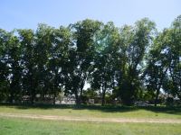 Pecan : Carya illinoiensis