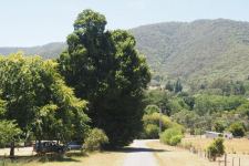 Elm - English : Ulmus procera