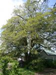 Native Daphne : Pittosporum undulatum