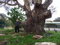 Gum - Blakely's Red : Eucalyptus blakelyi