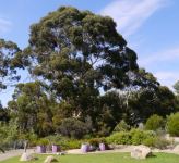 Gum - Wallangarra White  : Eucalyptus scoparia