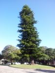 Pine - Cook  : Araucaria columnaris