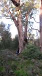 Red Tingle - "Old Rusty" : Eucalyptus jacksonii