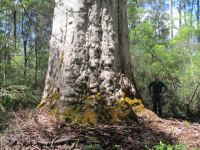 Karri  "Riverside" : Eucalyptus diversicolor