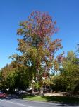 Liquidambar : Liquidambar styraciflua