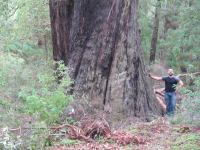 Jarrah "Hadfield" : Eucalyptus marginata