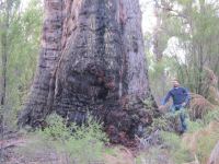 Jarrah "Muja" : Eucalyptus marginata