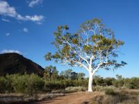 Gum - Ghost  : Corymbia aparrerinja