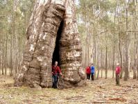 Gum - River Red Gum : Eucalyptus camaldulensis