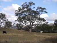 Box - White : Eucalyptus albens