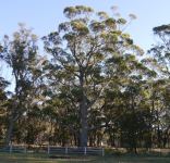 Ash - Silvertop : Eucalyptus sieberi