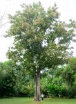 Teak : Tectona grandis